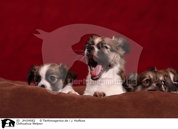 Chihuahua Welpen / Chihuahua puppies / JH-04682