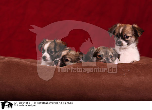 Chihuahua Welpen / Chihuahua puppies / JH-04683