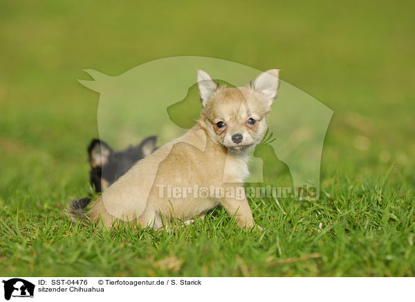sitzender Chihuahua / SST-04476