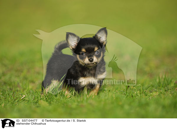 stehender Chihuahua / SST-04477