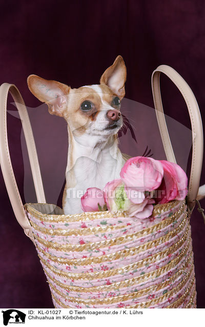 Chihuahua im Krbchen / Chihuahua in basket / KL-01027