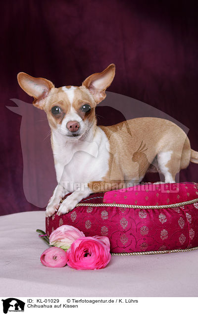Chihuahua auf Kissen / Chihuahua on cushion / KL-01029