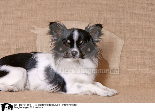 langhaariger Chihuahua / BS-01551