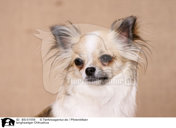 langhaariger Chihuahua / BS-01556