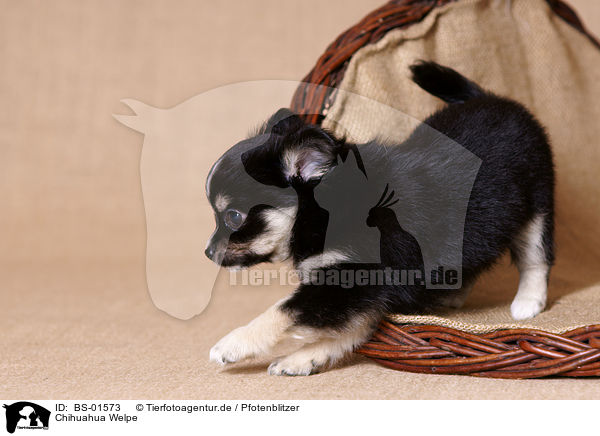 Chihuahua Welpe / Chihuahua Puppy / BS-01573
