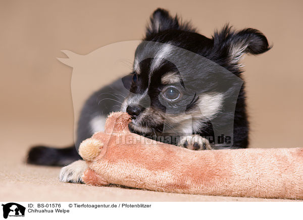 Chihuahua Welpe / Chihuahua Puppy / BS-01576