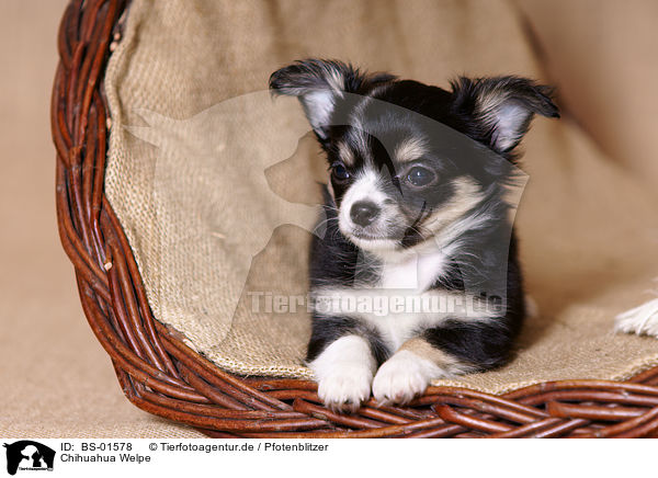 Chihuahua Welpe / Chihuahua Puppy / BS-01578