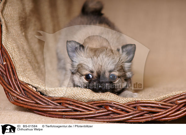 Chihuahua Welpe / Chihuahua Puppy / BS-01584