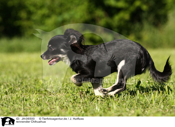 rennender Chihuahua / running Chihuahua / JH-06500