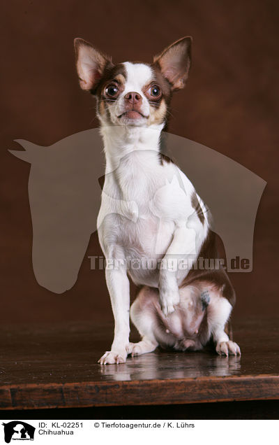 Chihuahua / KL-02251