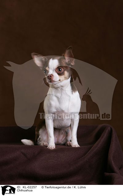 Chihuahua / KL-02257