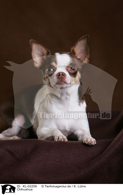 Chihuahua / KL-02258