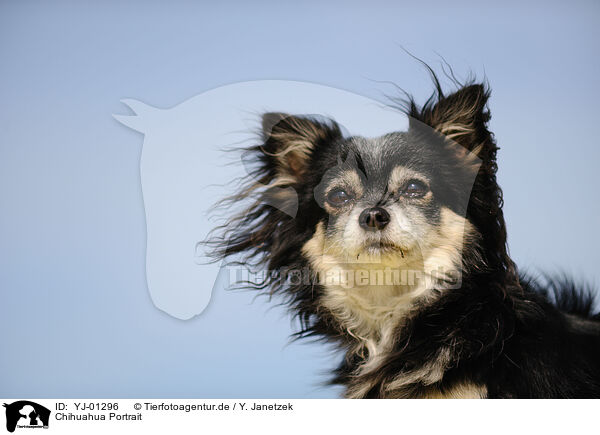 Chihuahua Portrait / YJ-01296