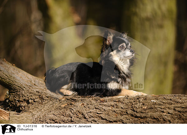 Chihuahua / Chihuahua / YJ-01316