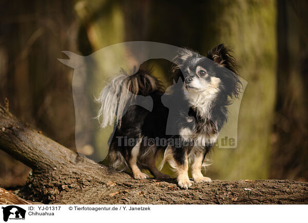 Chihuahua / Chihuahua / YJ-01317
