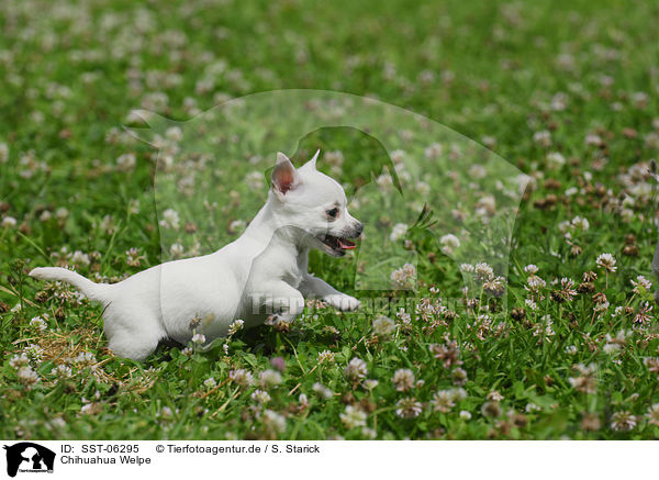 Chihuahua Welpe / SST-06295