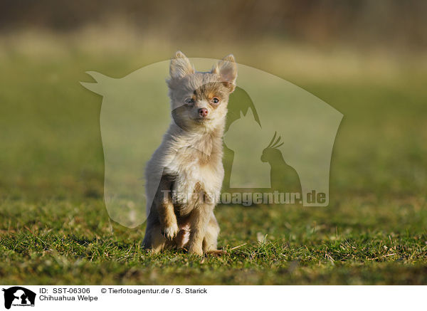 Chihuahua Welpe / Chihuahua Puppy / SST-06306