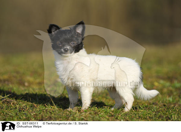 Chihuahua Welpe / Chihuahua Puppy / SST-06311