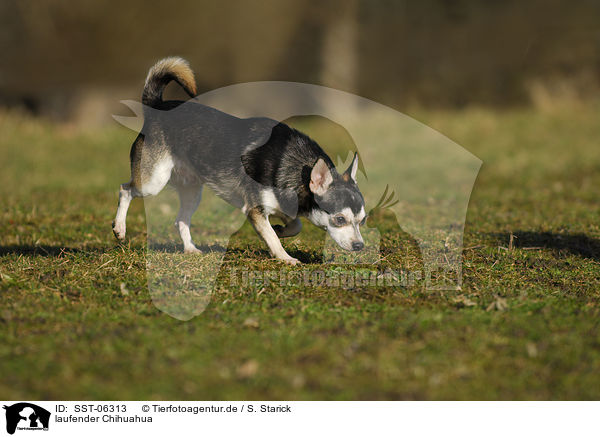 laufender Chihuahua / walking Chihuahua / SST-06313