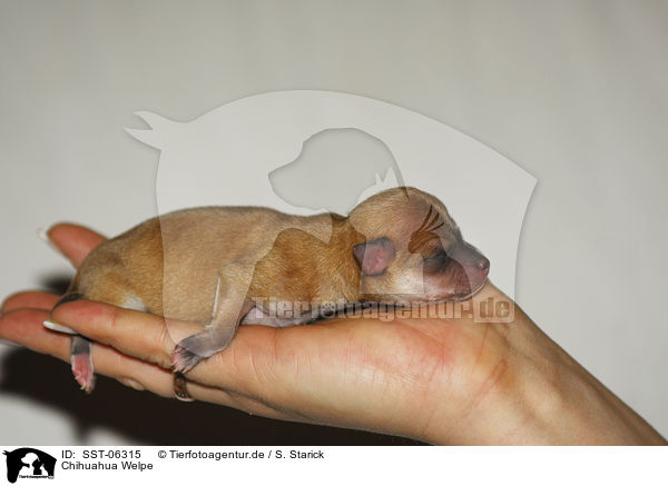 Chihuahua Welpe / Chihuahua Puppy / SST-06315