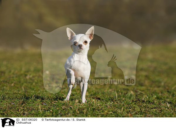 Chihuahua / Chihuahua / SST-06320