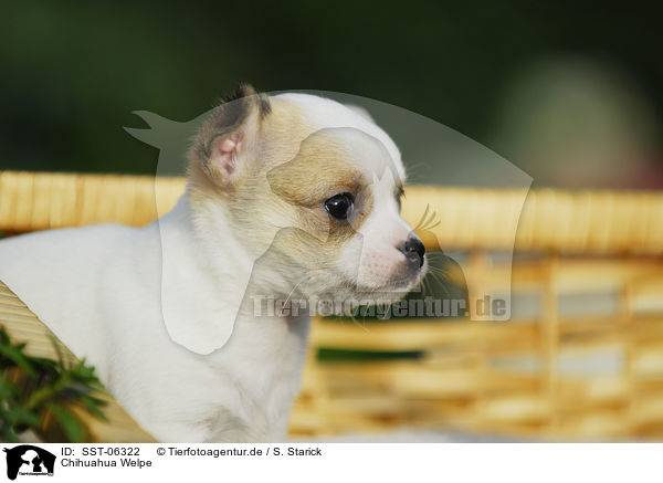 Chihuahua Welpe / Chihuahua Puppy / SST-06322