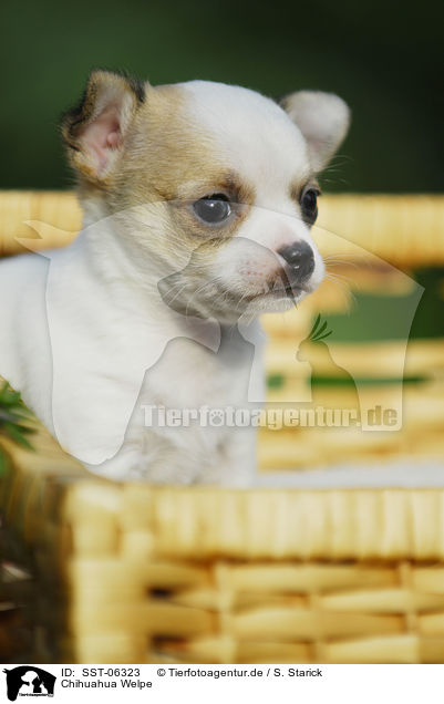 Chihuahua Welpe / Chihuahua Puppy / SST-06323