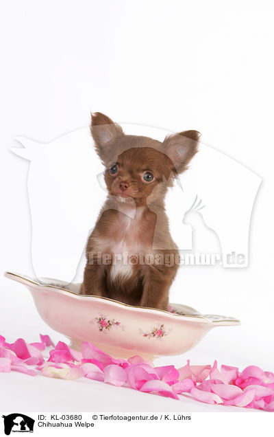 Chihuahua Welpe / Chihuahua Puppy / KL-03680