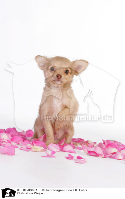 Chihuahua Welpe / Chihuahua Puppy / KL-03681