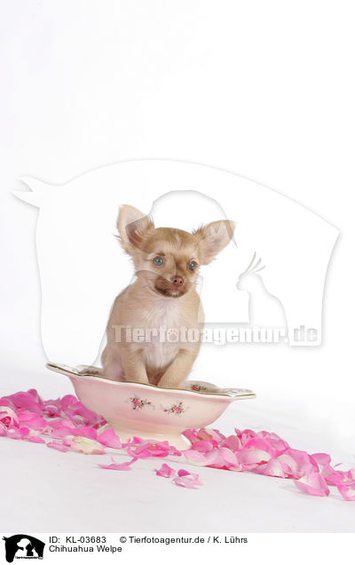 Chihuahua Welpe / Chihuahua Puppy / KL-03683