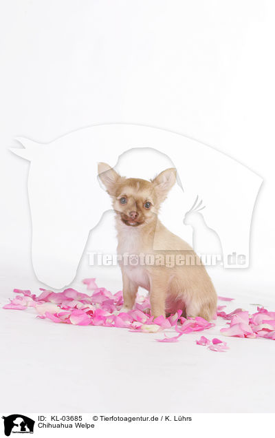 Chihuahua Welpe / Chihuahua Puppy / KL-03685