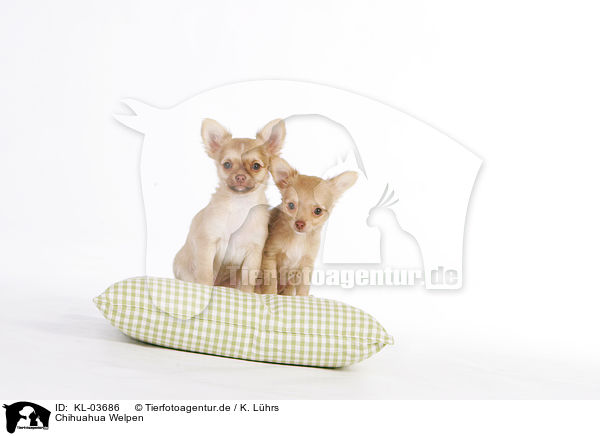 Chihuahua Welpen / Chihuahua Puppies / KL-03686