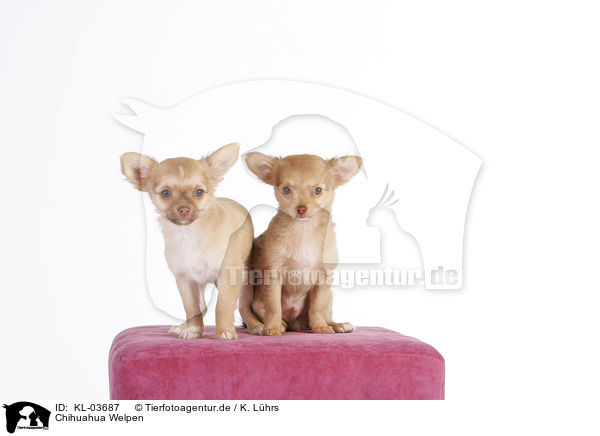 Chihuahua Welpen / Chihuahua Puppies / KL-03687