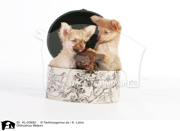 Chihuahua Welpen / Chihuahua Puppies / KL-03692