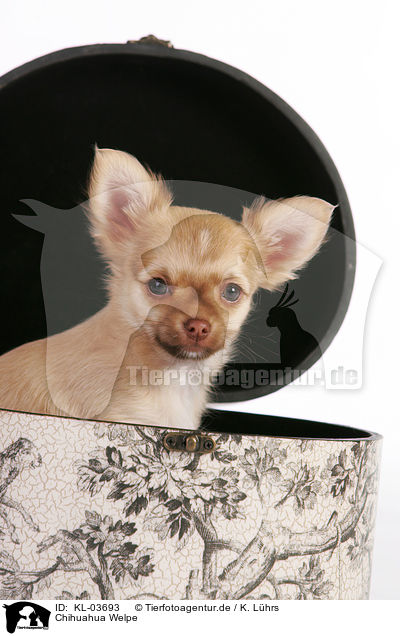 Chihuahua Welpe / Chihuahua Puppy / KL-03693