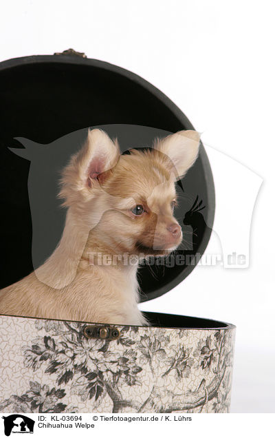 Chihuahua Welpe / Chihuahua Puppy / KL-03694
