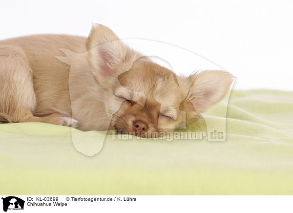 Chihuahua Welpe / Chihuahua Puppy / KL-03699