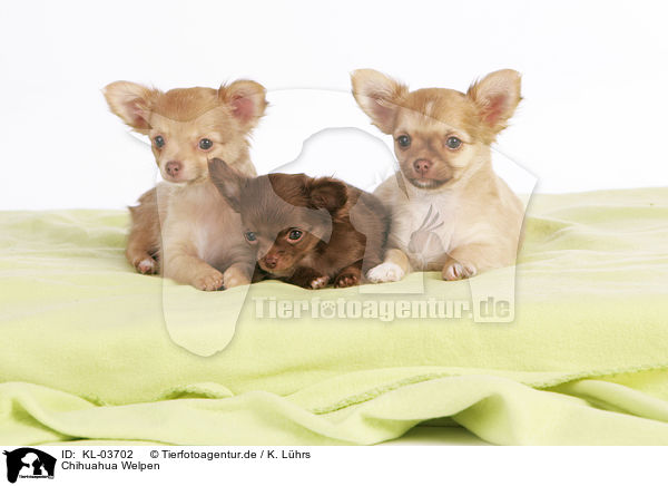 Chihuahua Welpen / Chihuahua Puppies / KL-03702