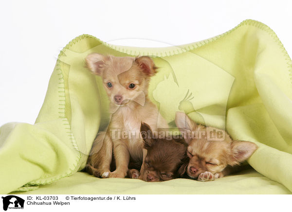 Chihuahua Welpen / Chihuahua Puppies / KL-03703