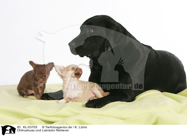 Chihuahuas und Labrador Retriever / Chihuahuas and Labrador Retriever / KL-03705