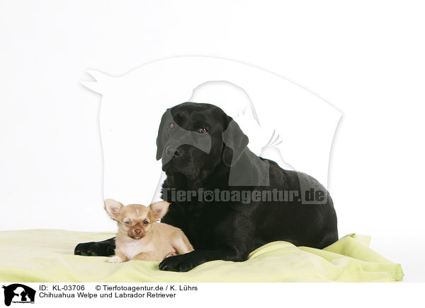 Chihuahua Welpe und Labrador Retriever / Chihuahua Puppy and Labrador Retriever / KL-03706