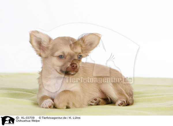 Chihuahua Welpe / Chihuahua Puppy / KL-03709