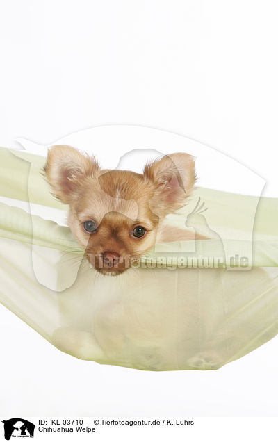 Chihuahua Welpe / Chihuahua Puppy / KL-03710