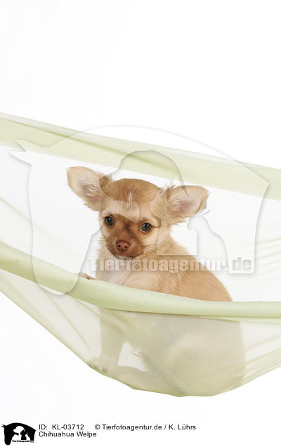 Chihuahua Welpe / Chihuahua Puppy / KL-03712