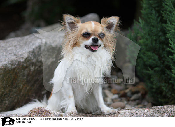 Chihuahua / Chihuahua / MB-01503