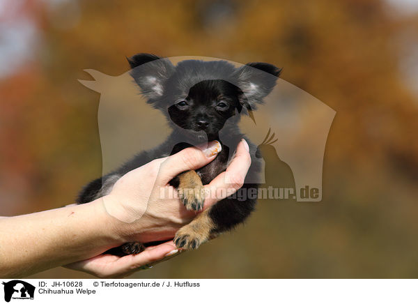 Chihuahua Welpe / Chihuahua Puppy / JH-10628