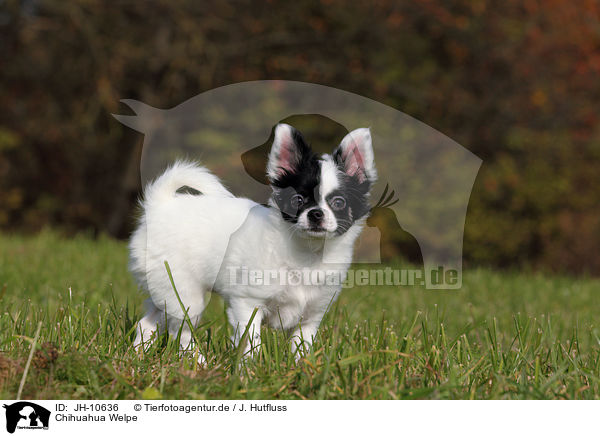 Chihuahua Welpe / Chihuahua Puppy / JH-10636