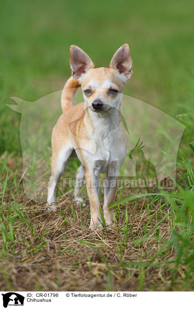 Chihuahua / CR-01796