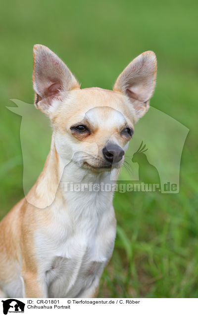 Chihuahua Portrait / CR-01801