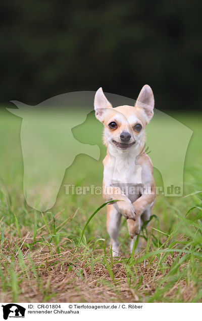 rennender Chihuahua / CR-01804